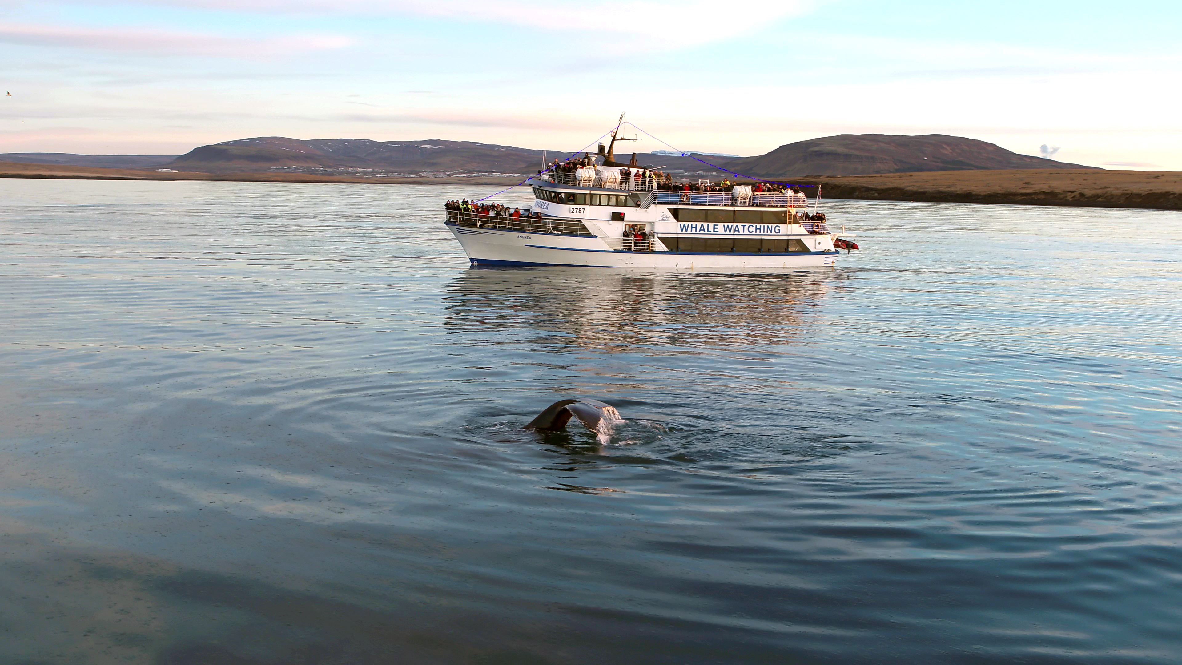 Whale watching tour Reykjavik - photo 6