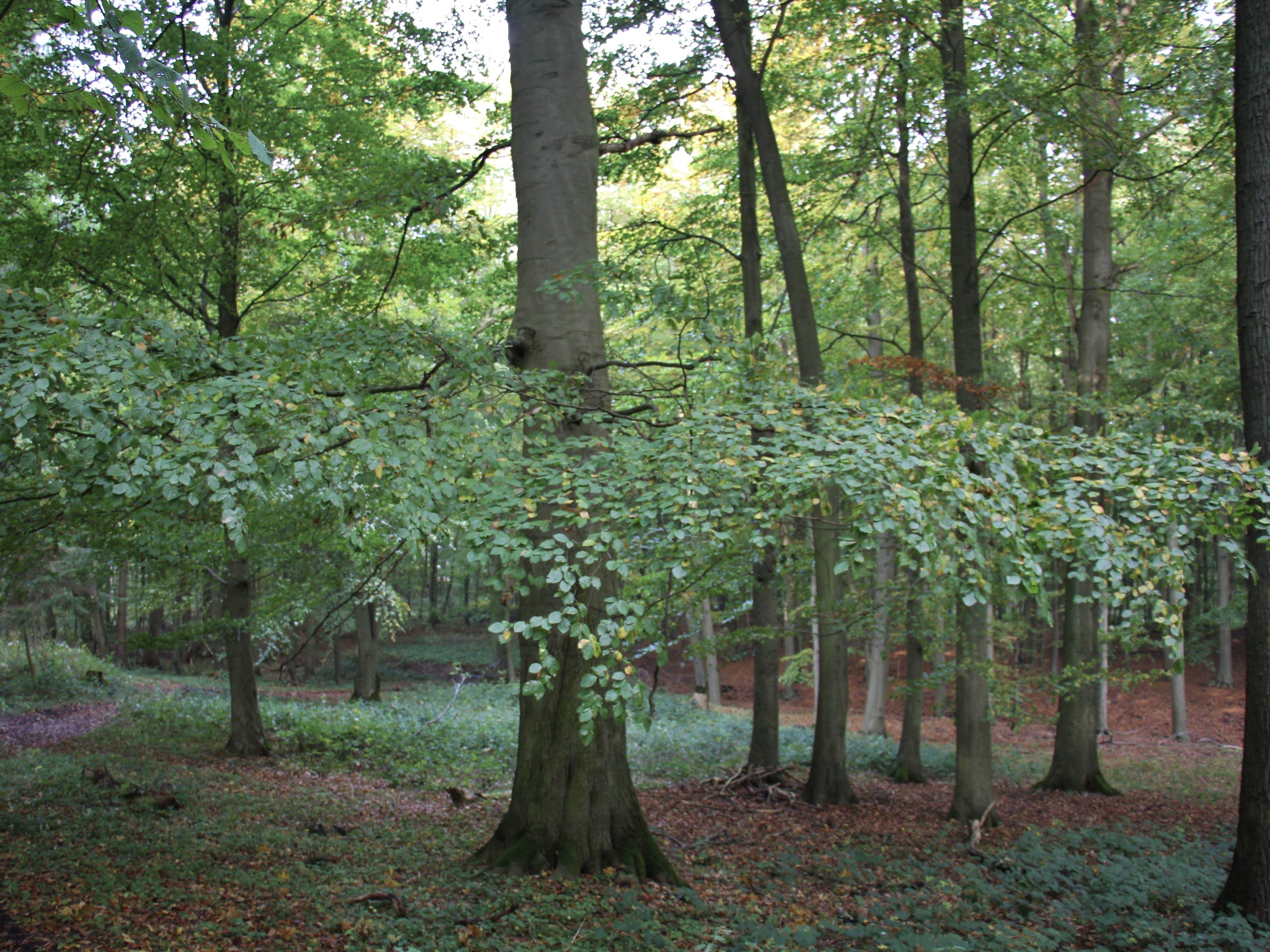 Big tree in a wood