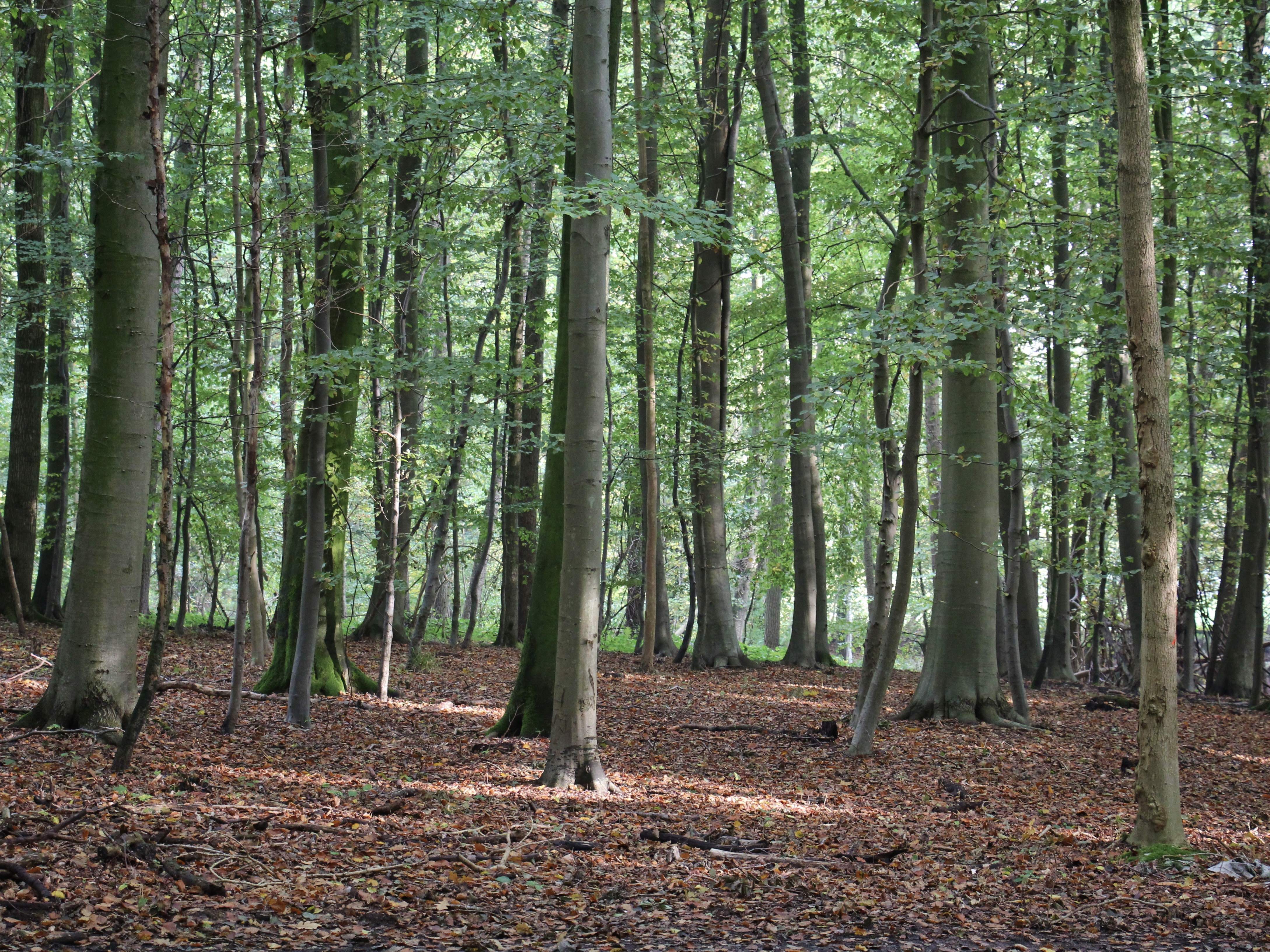 Trees in a wood
