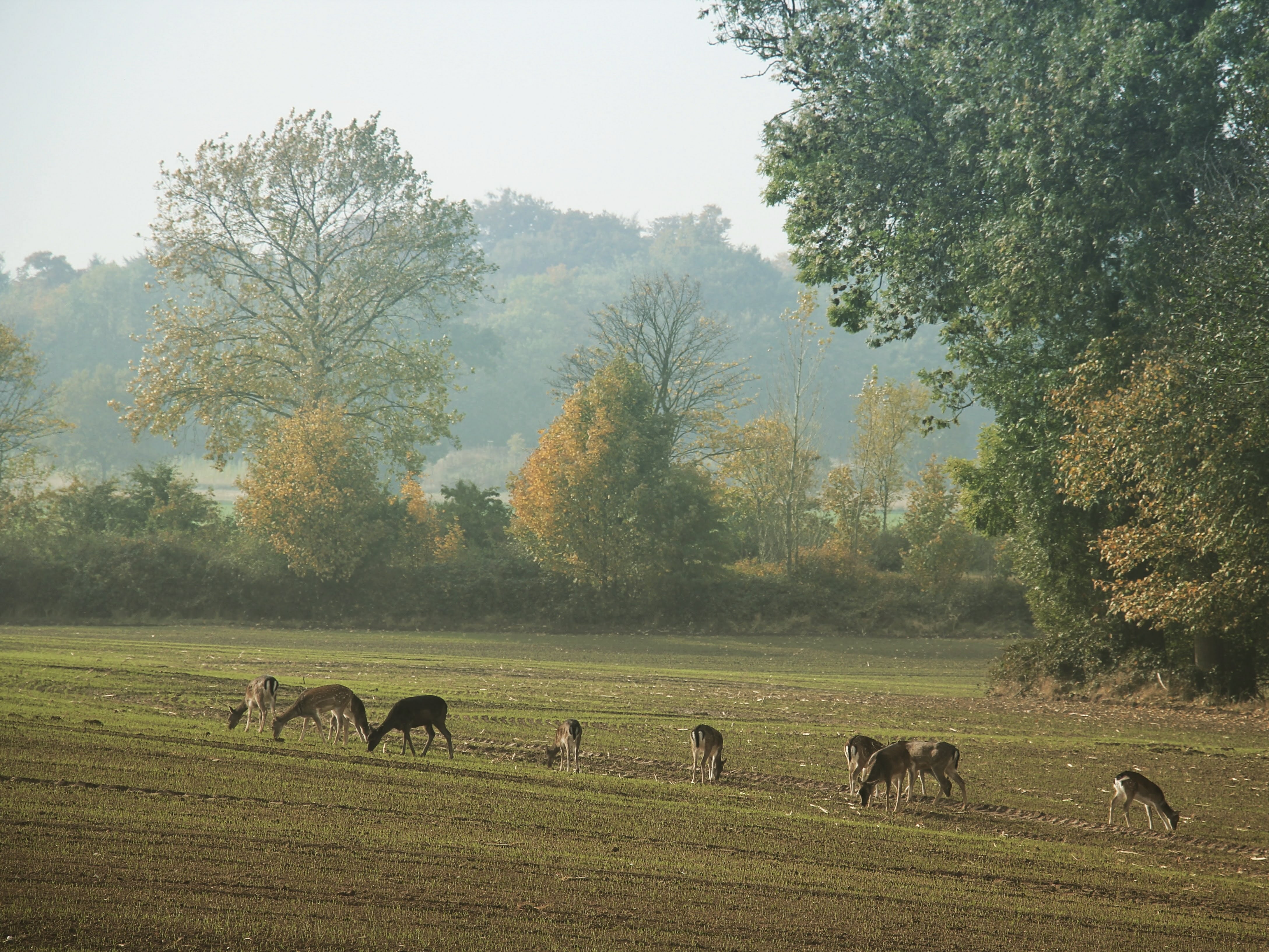 Deers in front of the wood on a field.
