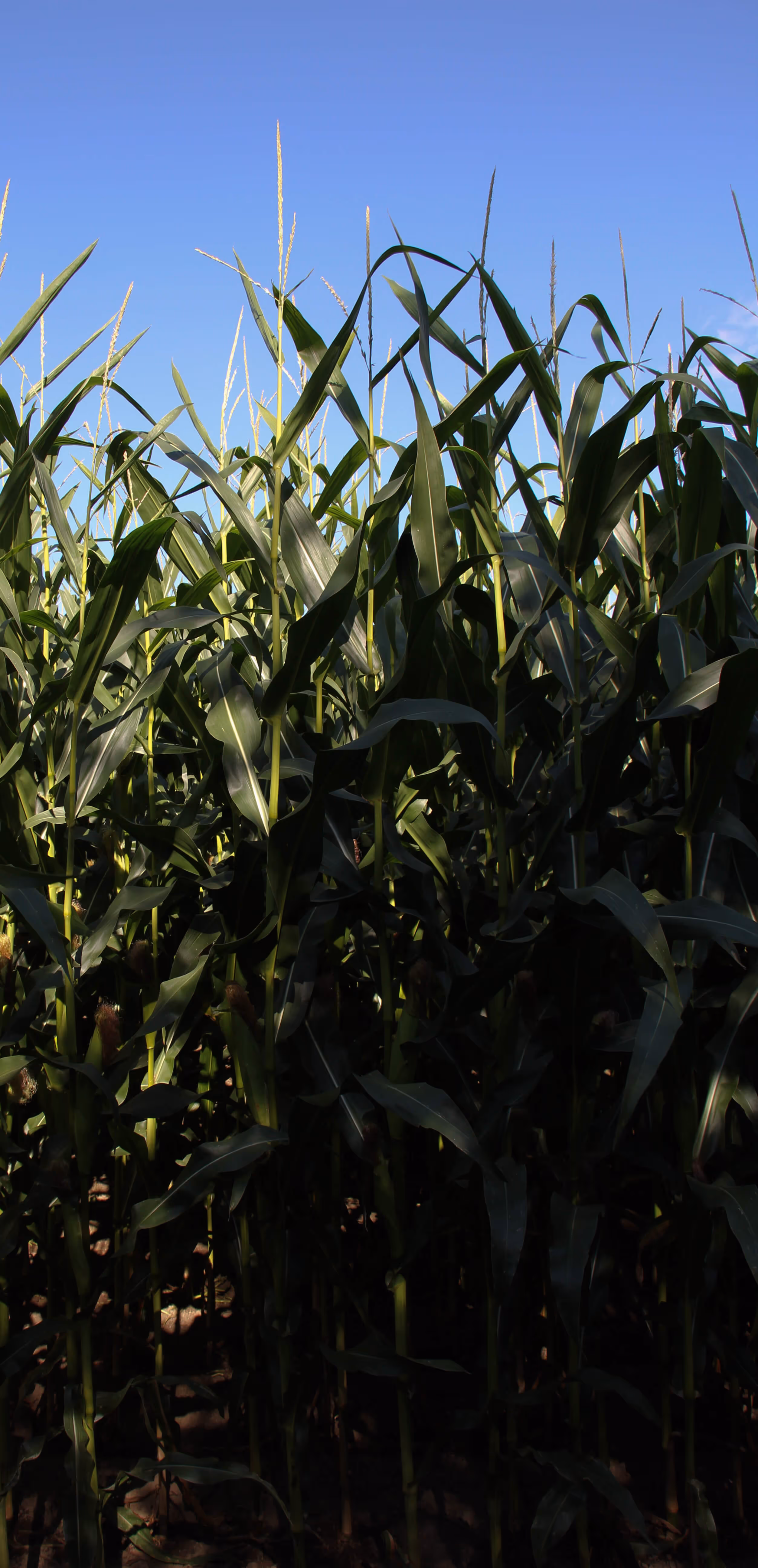 Zeigt eine Ansammlung von Mais, welches kurz vir dem Erntezeitpunkt steht. 