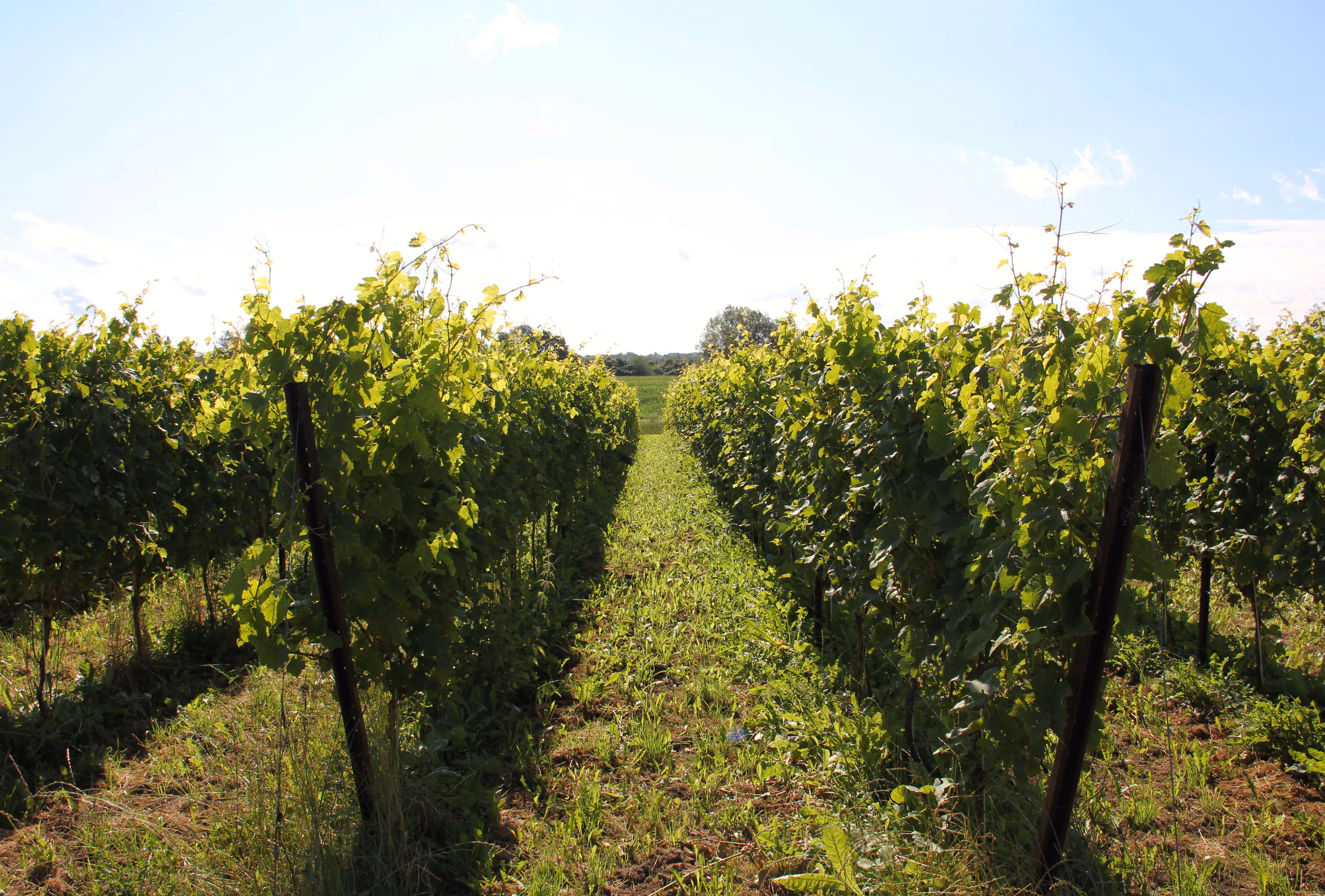 Ein Weinberg, bei Strande. Dieser gehört zu Gut Eckhof. Das Bild zeigt grüne Rebstöcke und einen Blauen Himmel.
