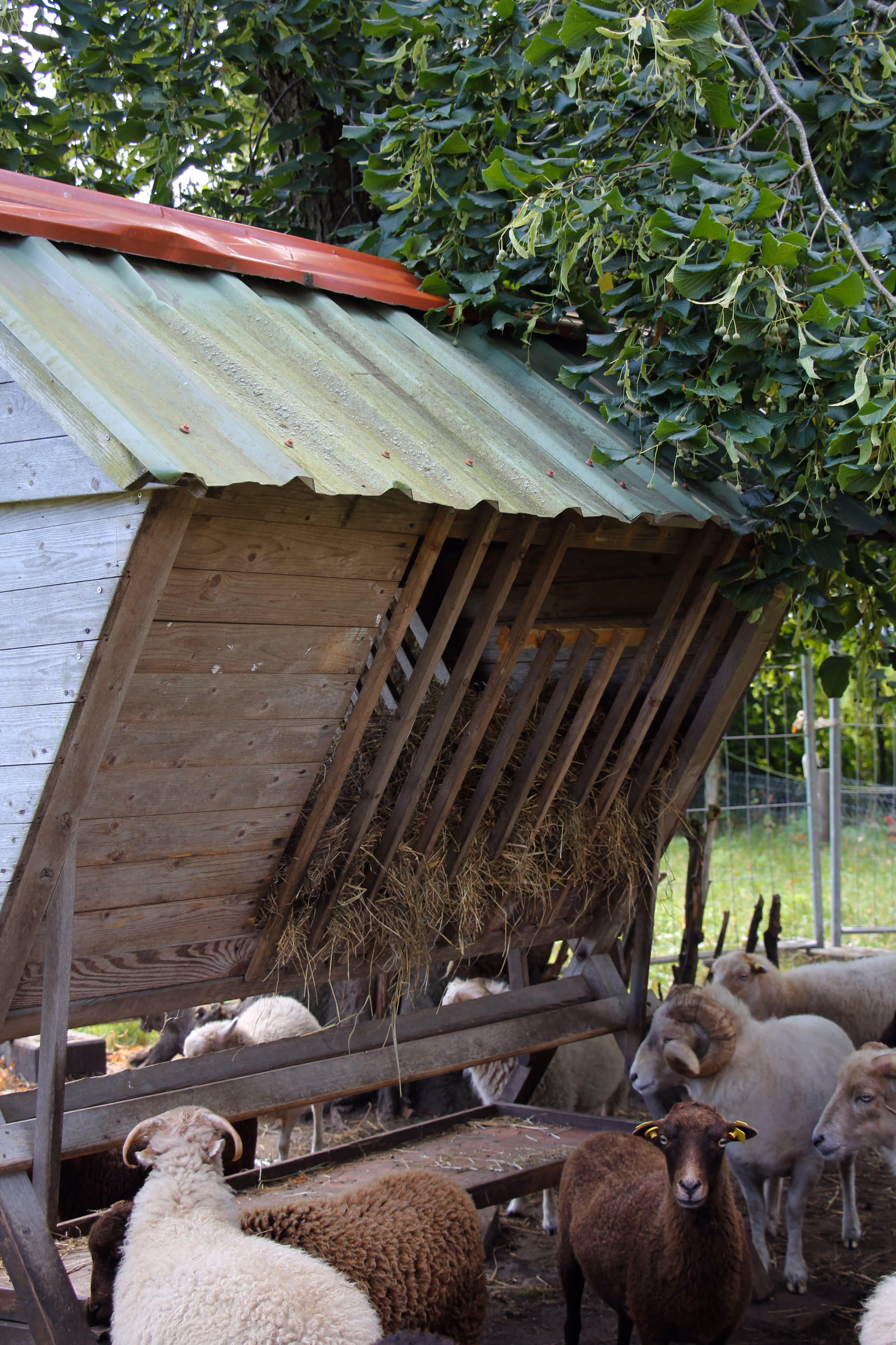 Zeigt eine Ansammlung an Schafen, die um einen Futterkrug herumstehen.
