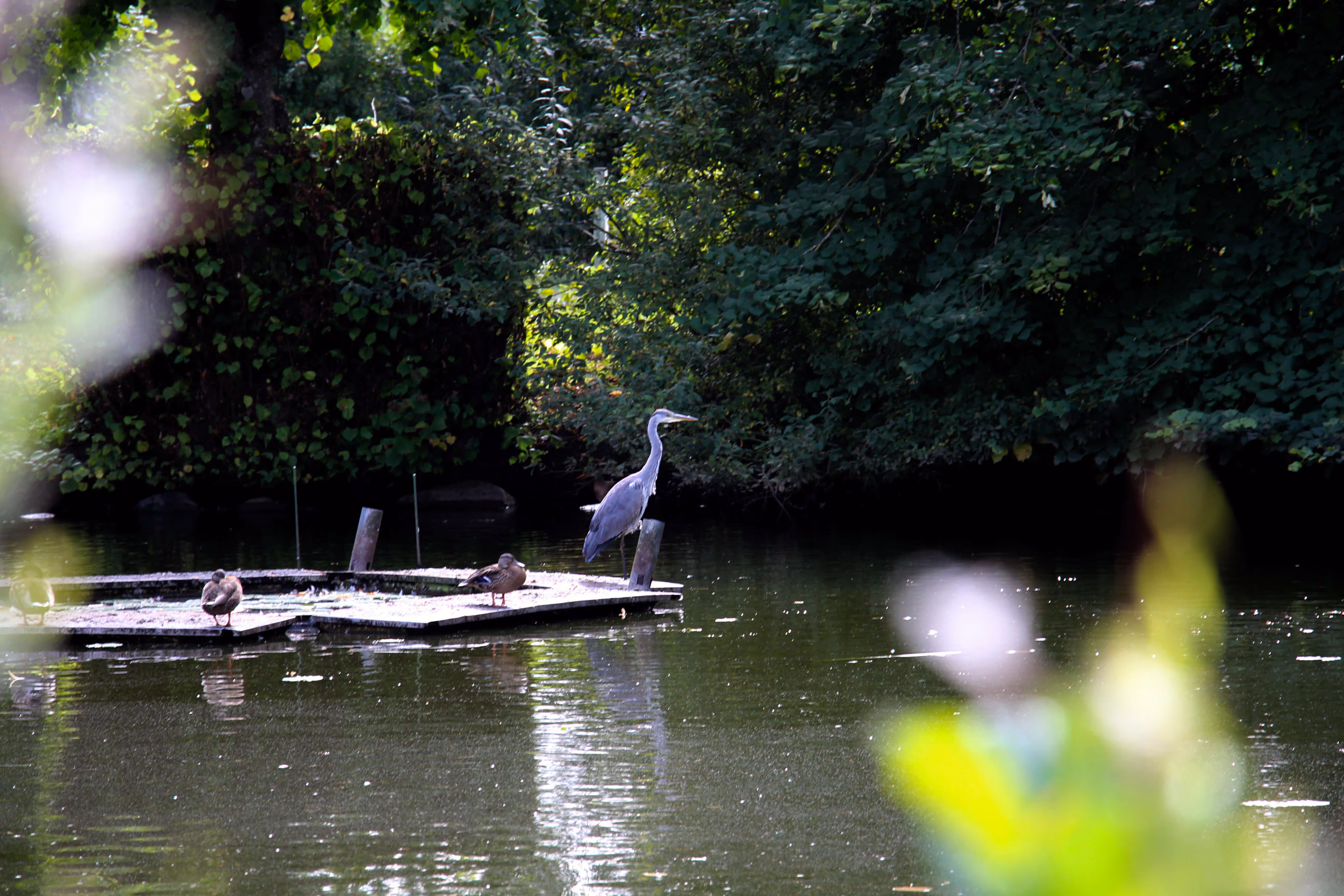 Zeigt einen Teich, mit Vögeln und Enten.