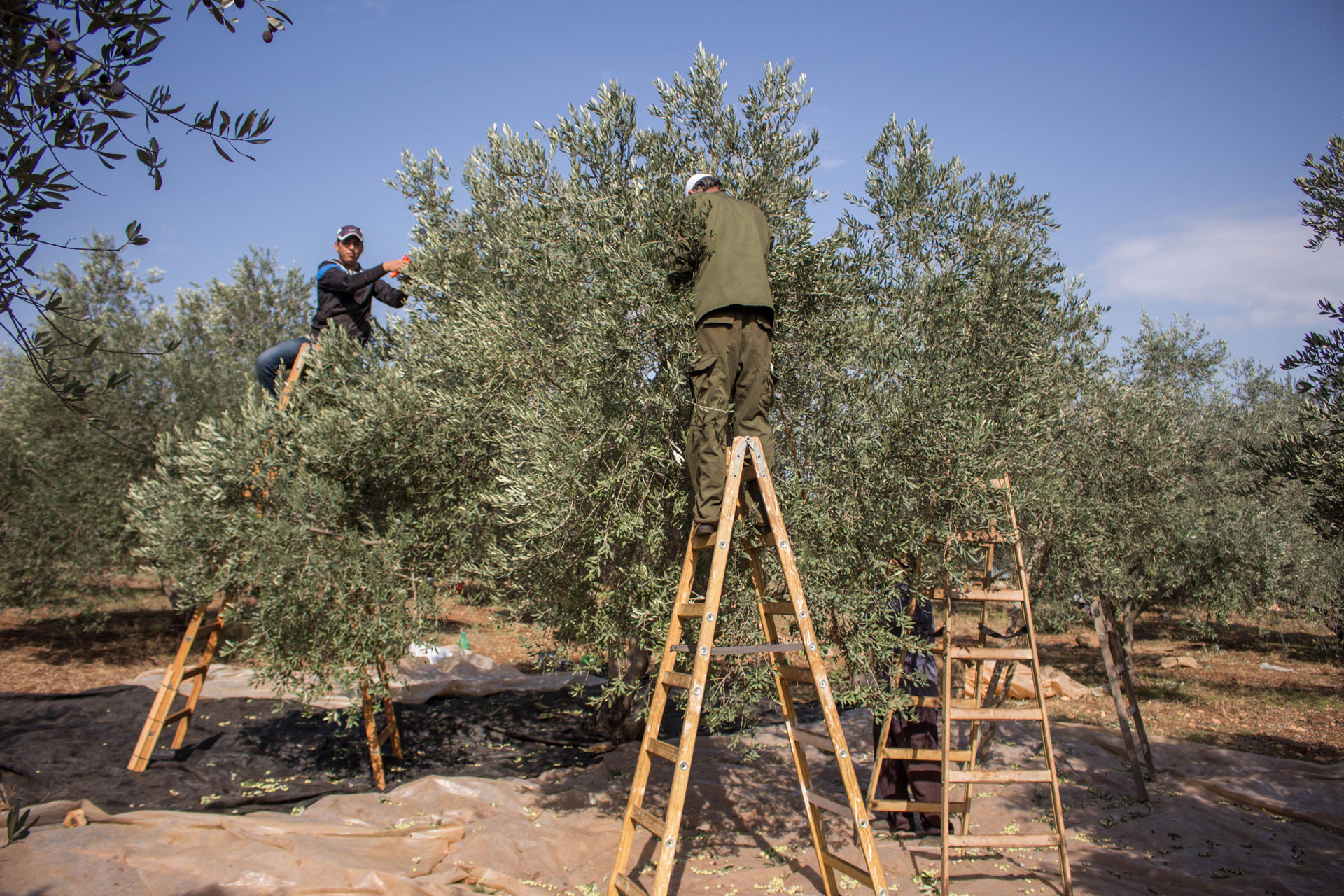 A family of Palestinian farmers harvesting olives using ancestral methods in the Jenin area.