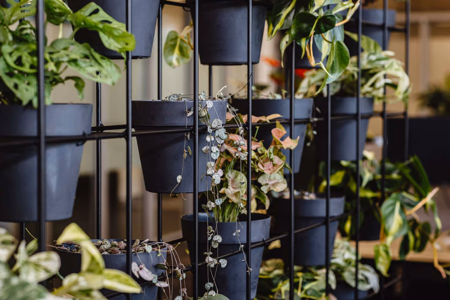 metal frame plant wall close up