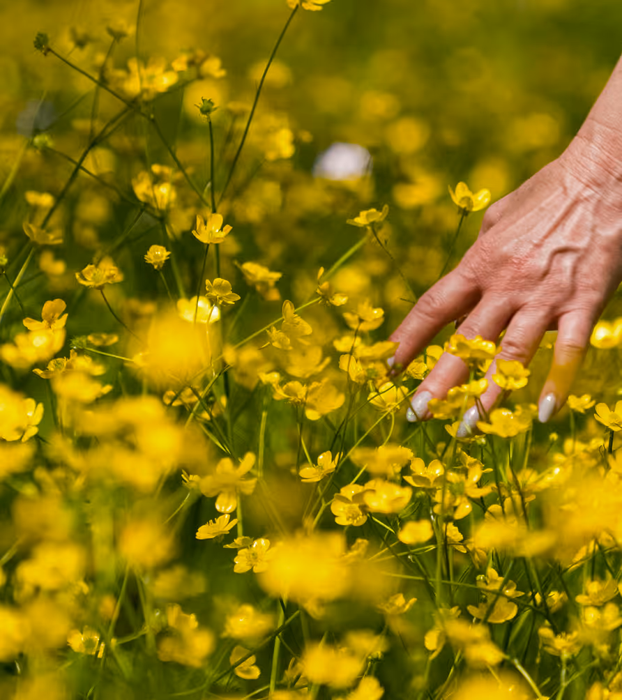 Hand gently touching small yellow buttercup flowers in a vibrant green field.