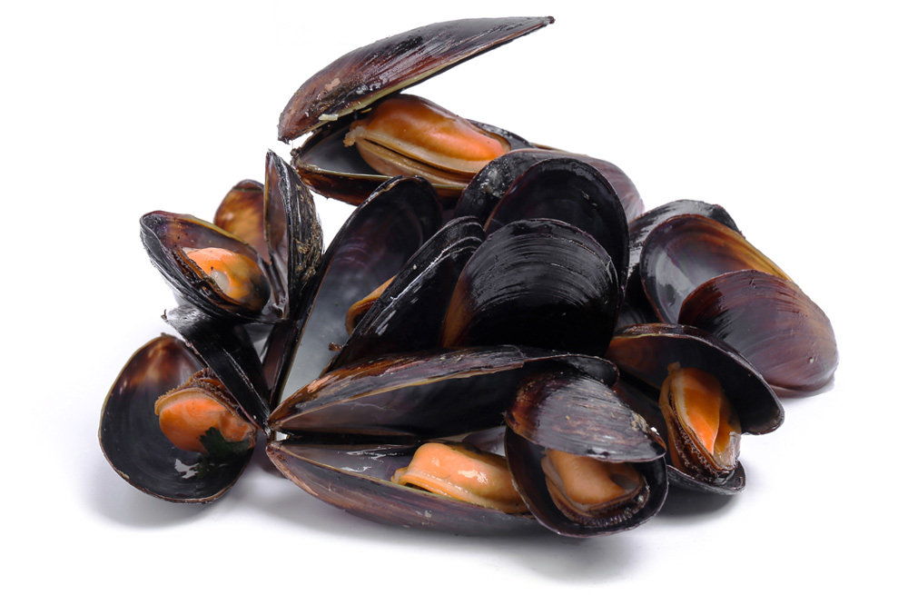 frische Muscheln