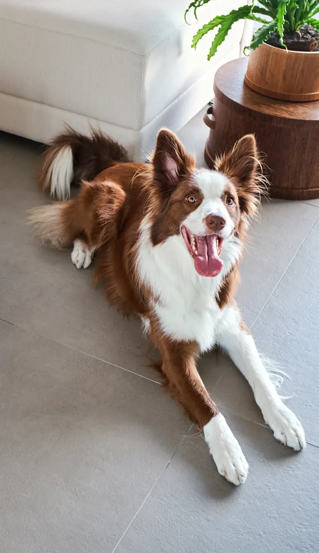 Cachorro amigavel, petfriendly