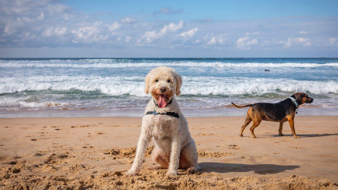 A dog enjoying the sun at the Northern beaches region in Sydney NSW