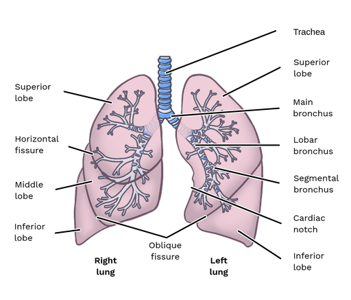5 Ways To Interest Students In Anatomy Of The Respiratory System 5 Ways To Interest Students In Anatomy Of The Respiratory System