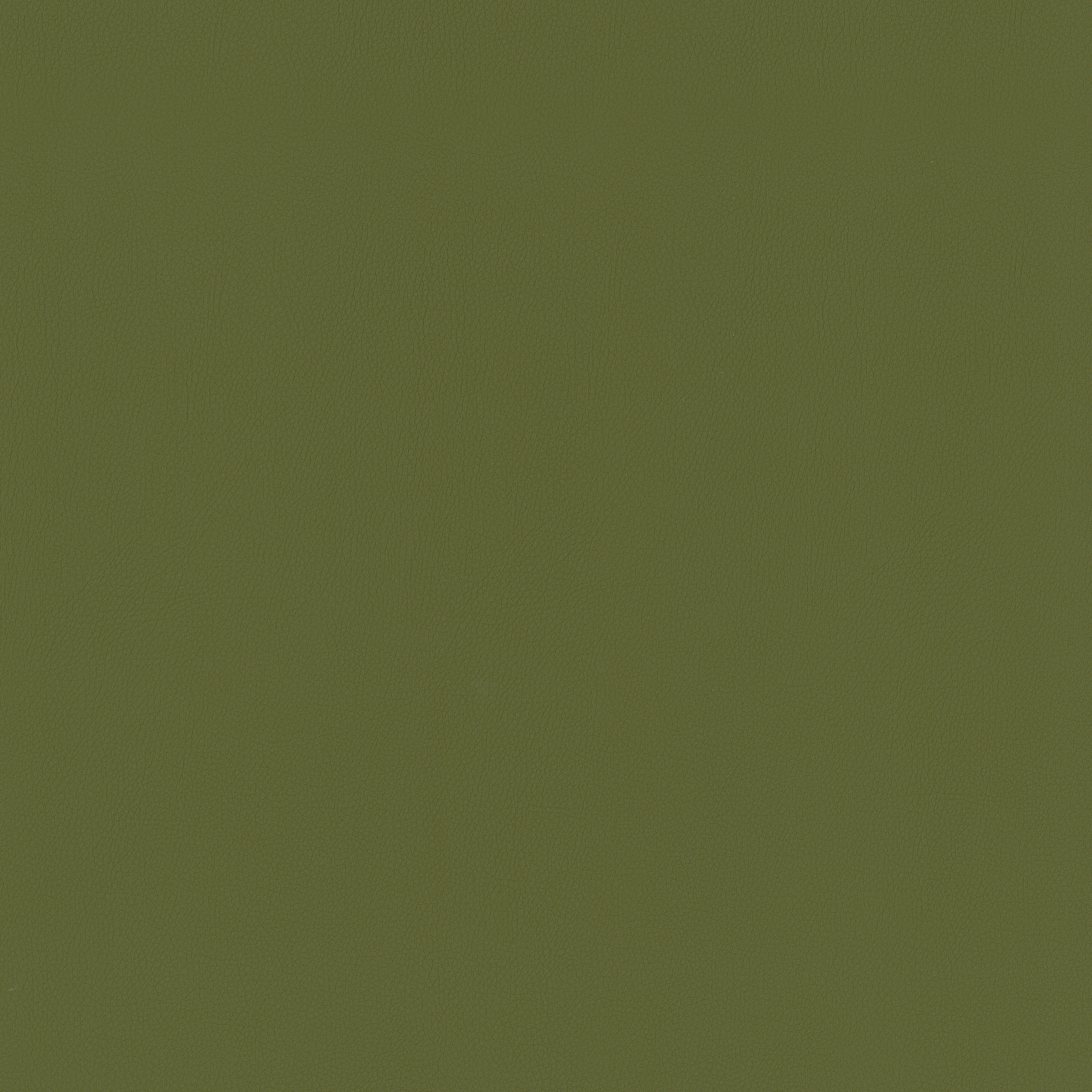 Basil