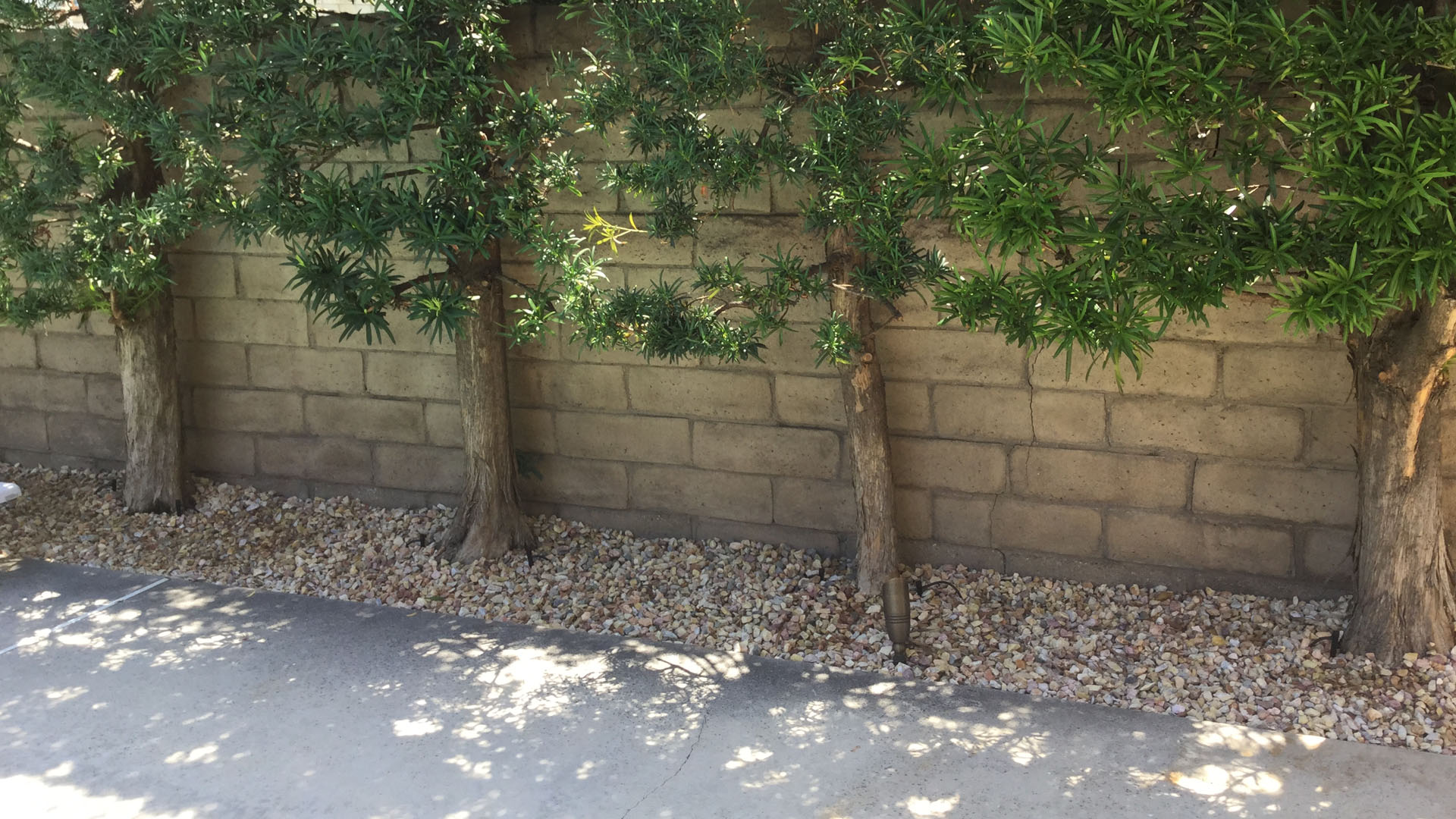 Tree or Plant Installation