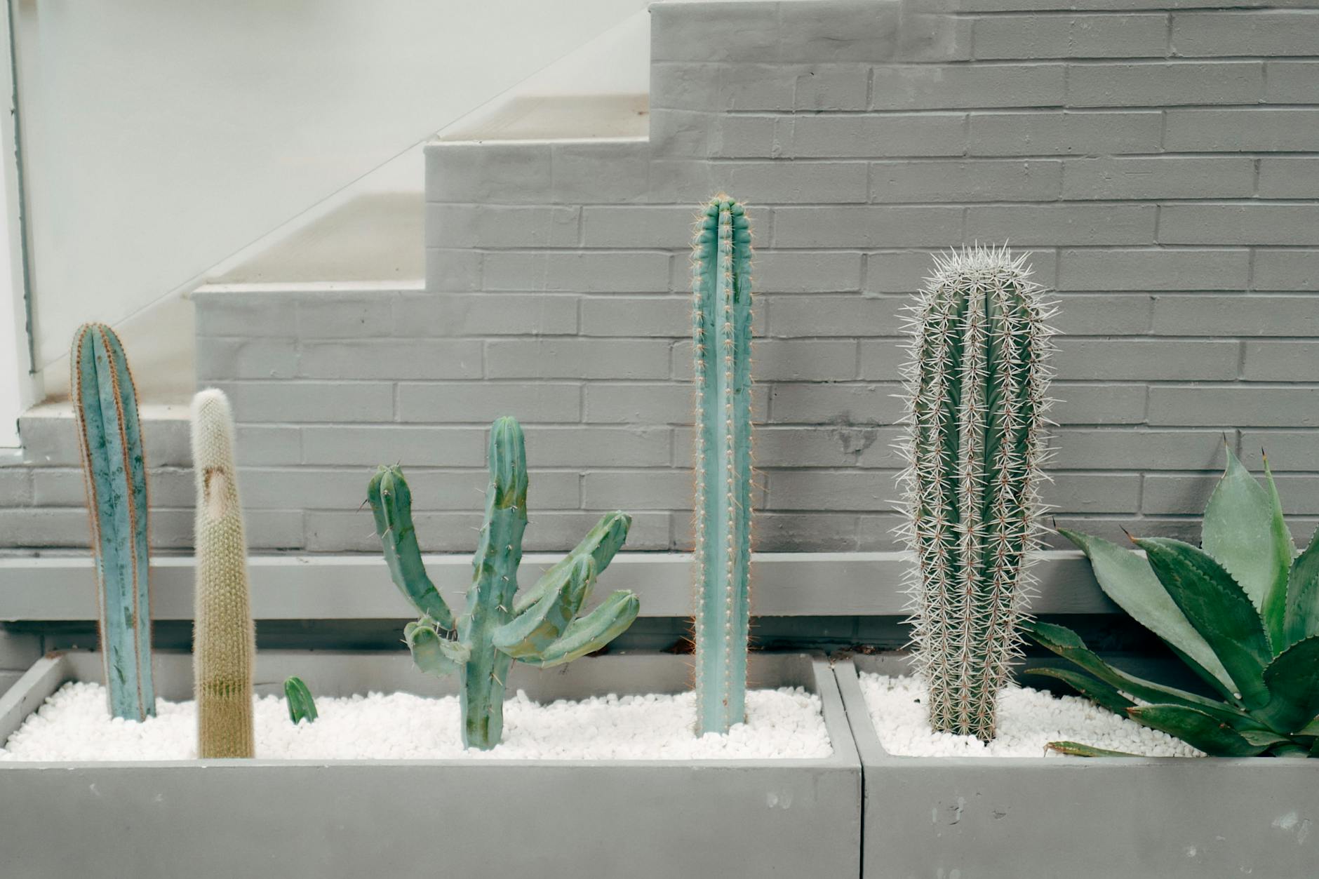 Drought-tolerant cacti composition that inspires low-water planting themes