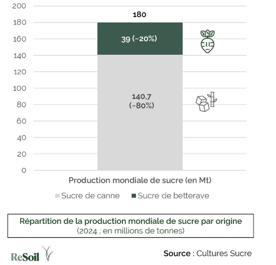 Répartition de la production mondiale de sucre par origine - 2024 (Source : Cultures Sucr