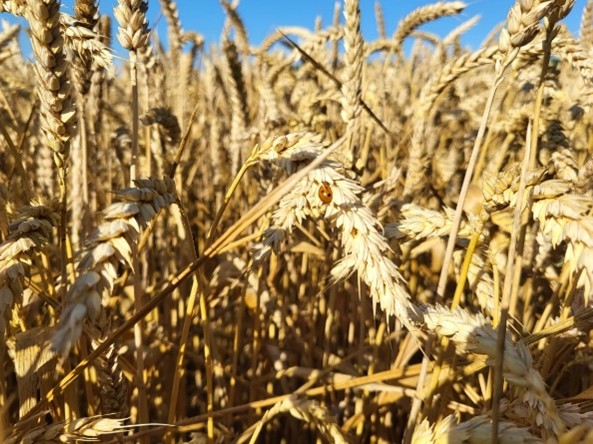 Blé tendre (source : ReSoil)
