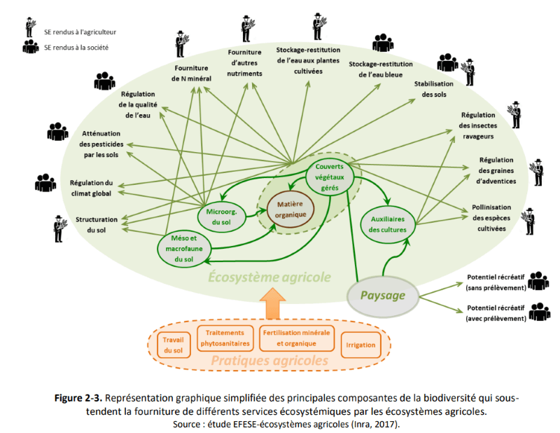 Principales relations entre les SE via les composantes de la biodiversité