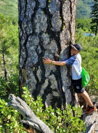 Un arbre qui capture du carbone !