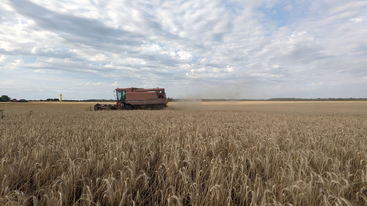Moisson orge d'hiver - Ferme de Sébastien