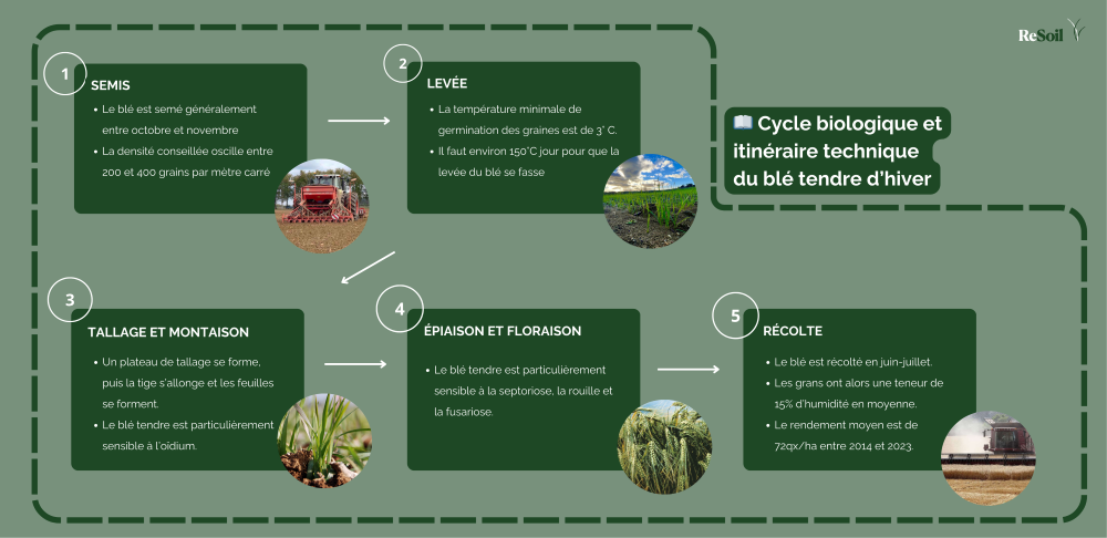 Cycle biologique et itinéraire technique du blé tendre (©ReSoil, 2025)