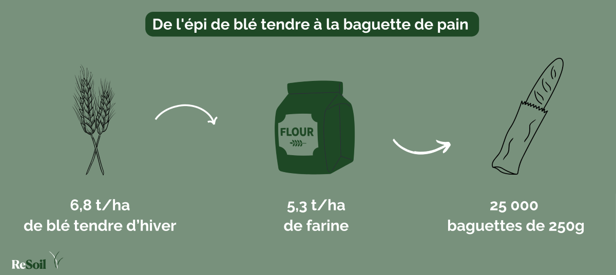 Ordres de grandeur de l'épi de blé tendre à la baguette de pain (©ReSoil, 2025)