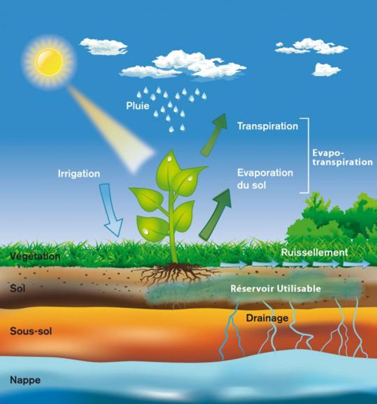 Cycle de l’eau à l’échelle du sol - Source : INRAE