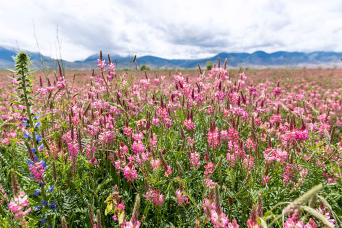 Photo de Sainfoin en fleur