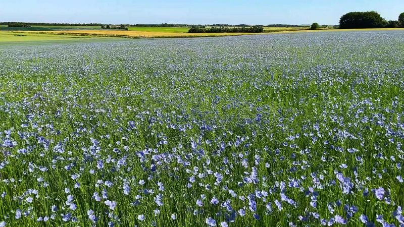 Champ de lin en fleur
