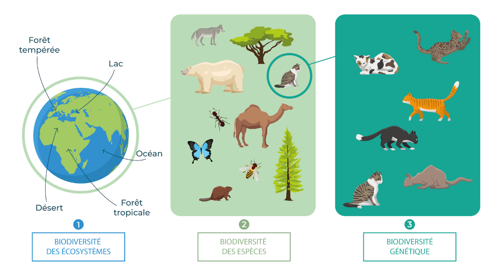 Les 3 types de biodiversité - Source : Save4Planet
