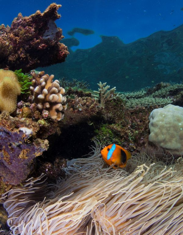 Poisson clown avec l'anémone qui lui sert de refuge - Crédits photos : Thomas Vignaud