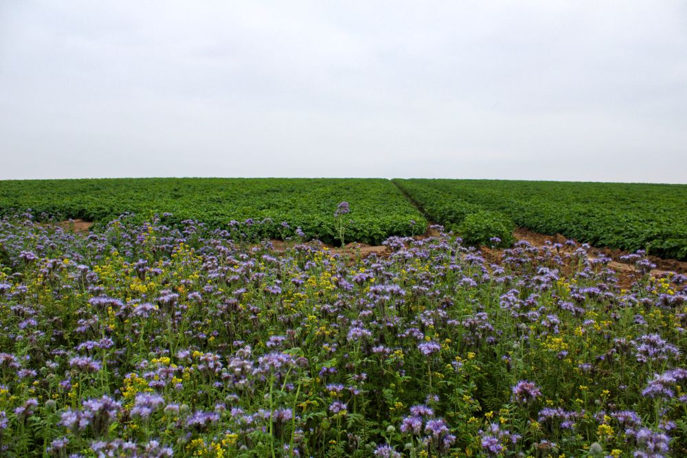 Au premier plan, un couvert végétal mellifère 