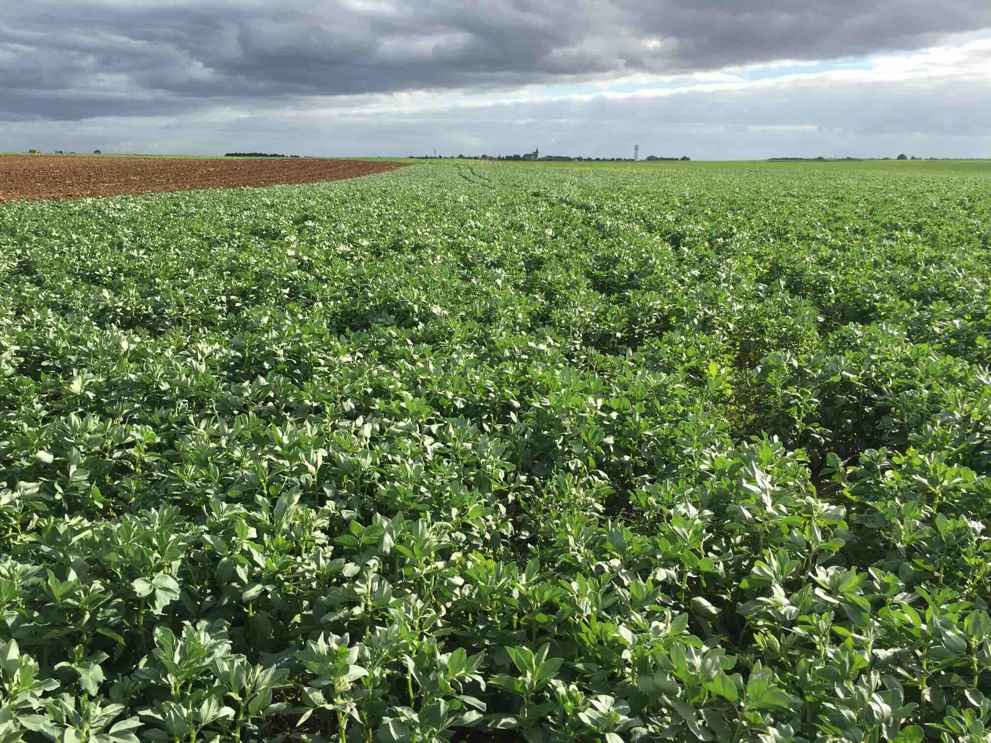féveroles-dans-champ
