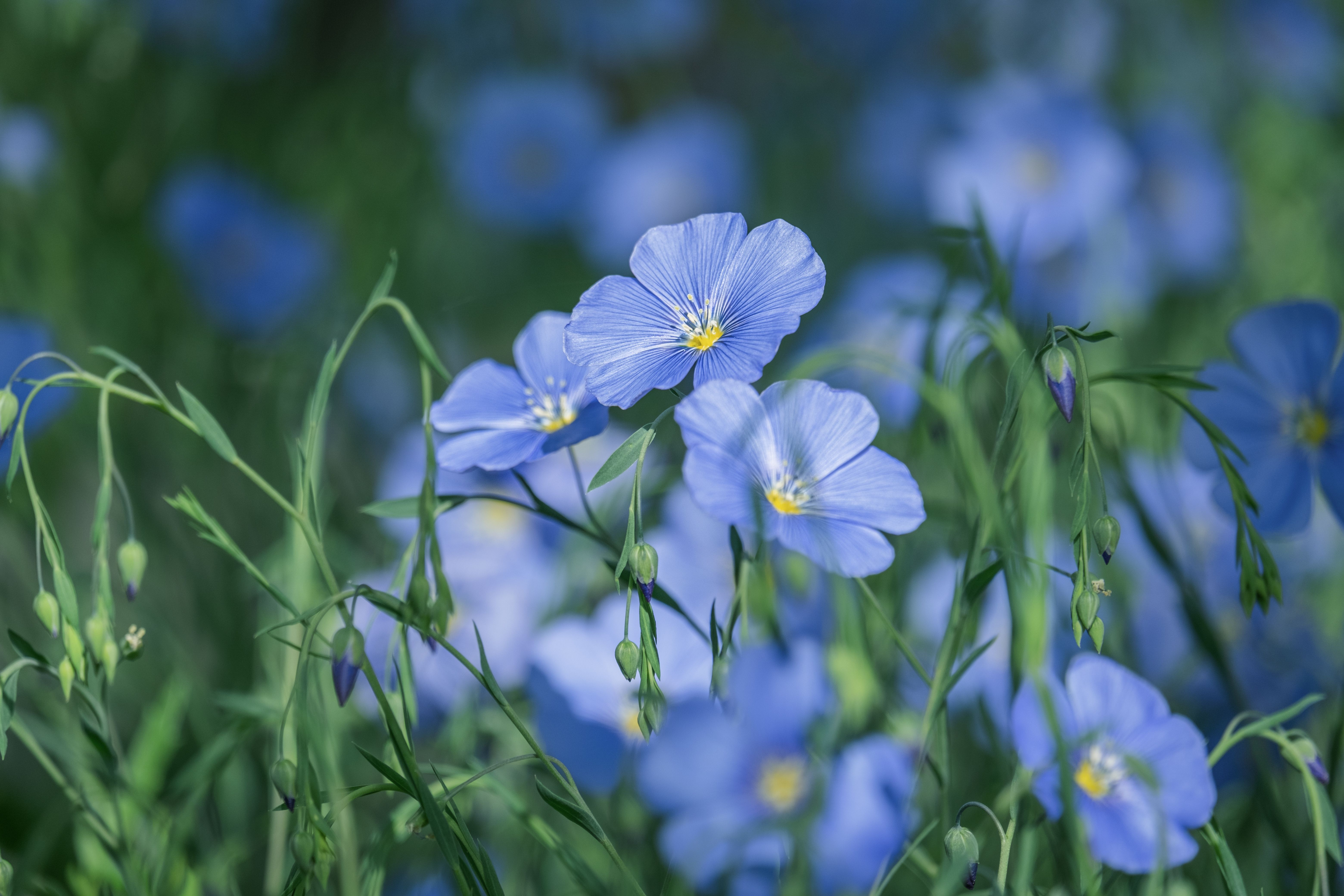 Fleurs de lin