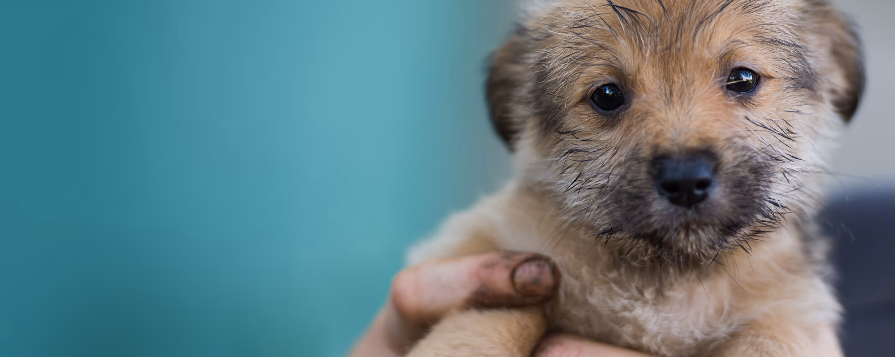 Animal sector hero image