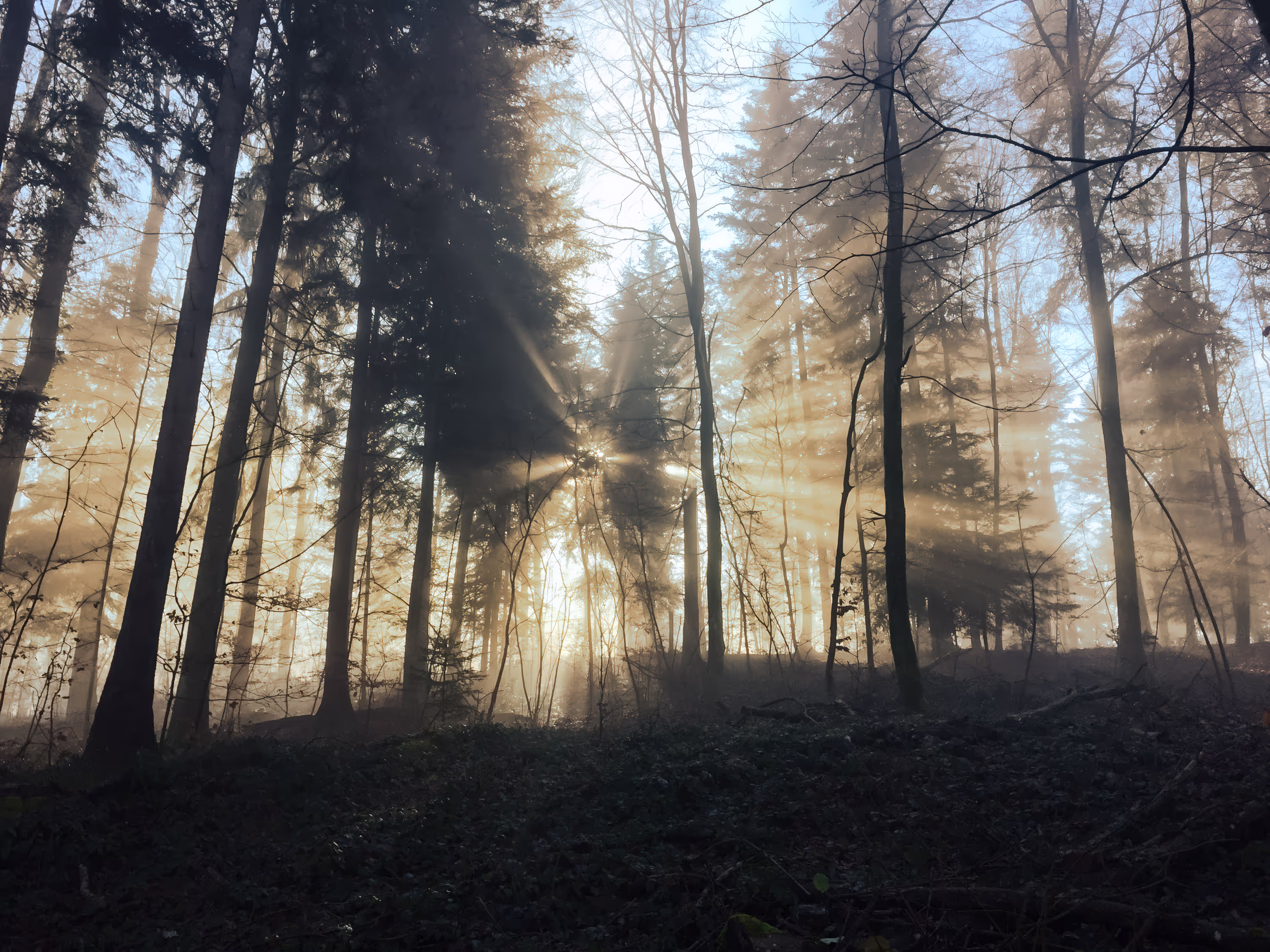 Waldexkursionen - Wald im Gegenlich