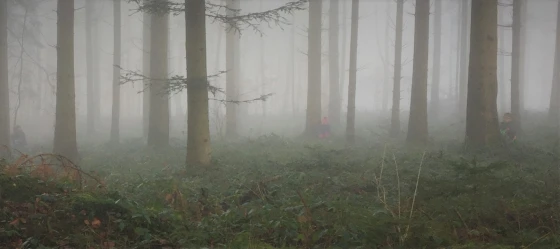 Waldspaziergang - Waldstimmung Nebel