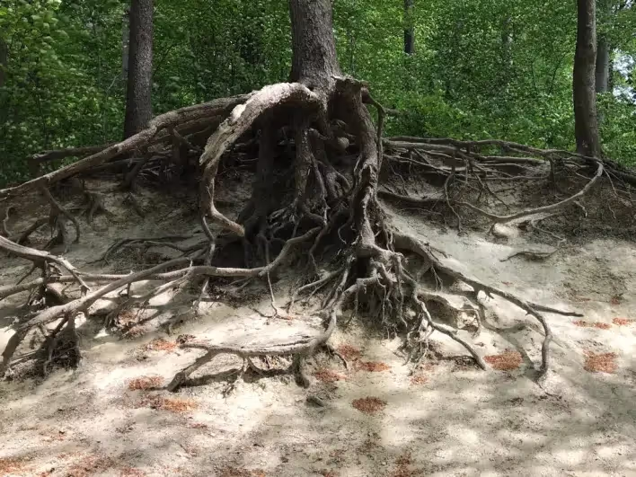 Baum mit sichtbaren Wurzeln über sandigem Boden und grünem Wald im Hintergrund.