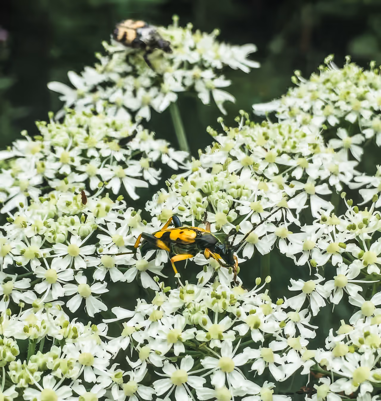 Schwärzlich-gelbe Käfer sitzen auf einer Gruppe kleiner weißer Blüten.