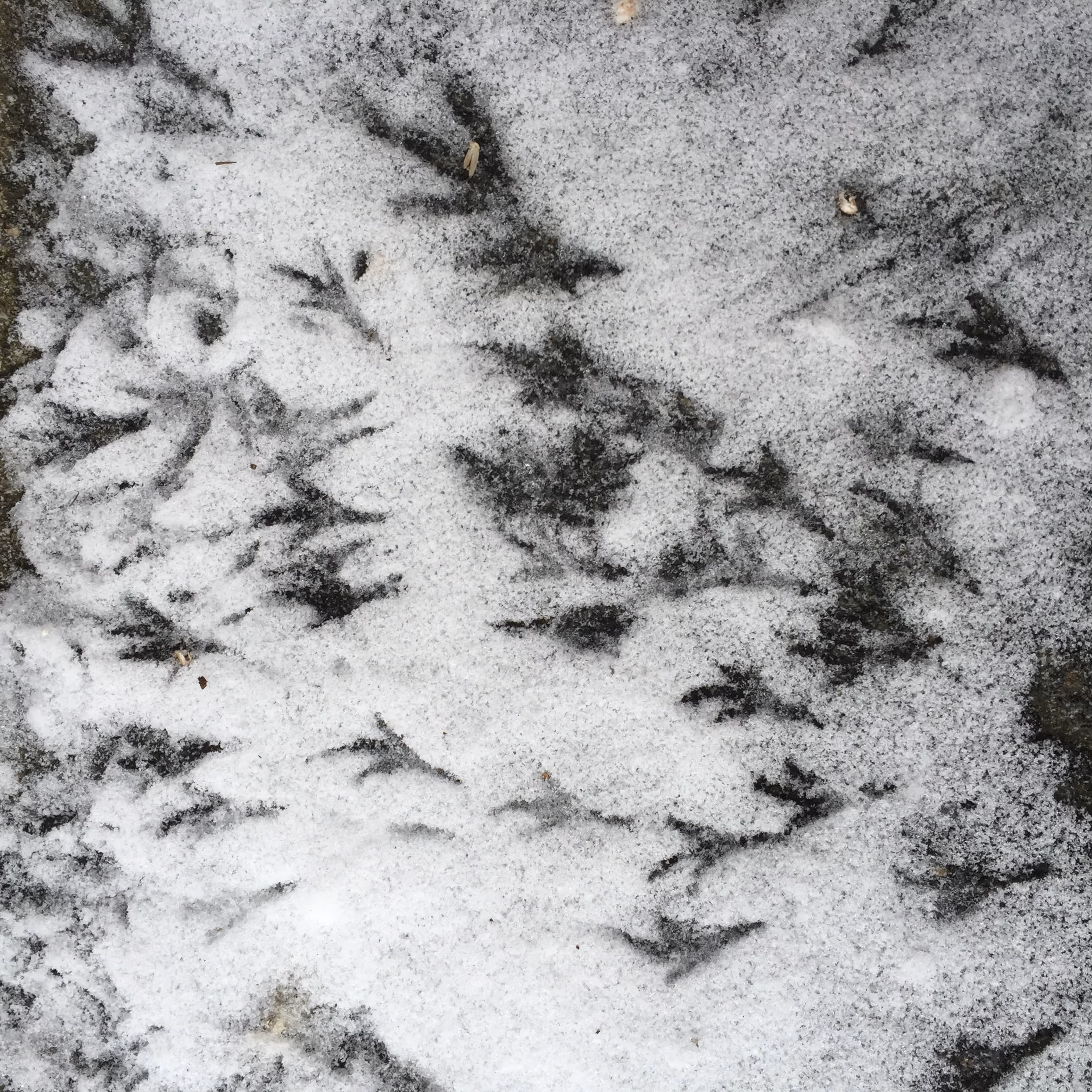 Vogelfußabdrücke im dünnen Schnee auf dunklem Boden verteilt.