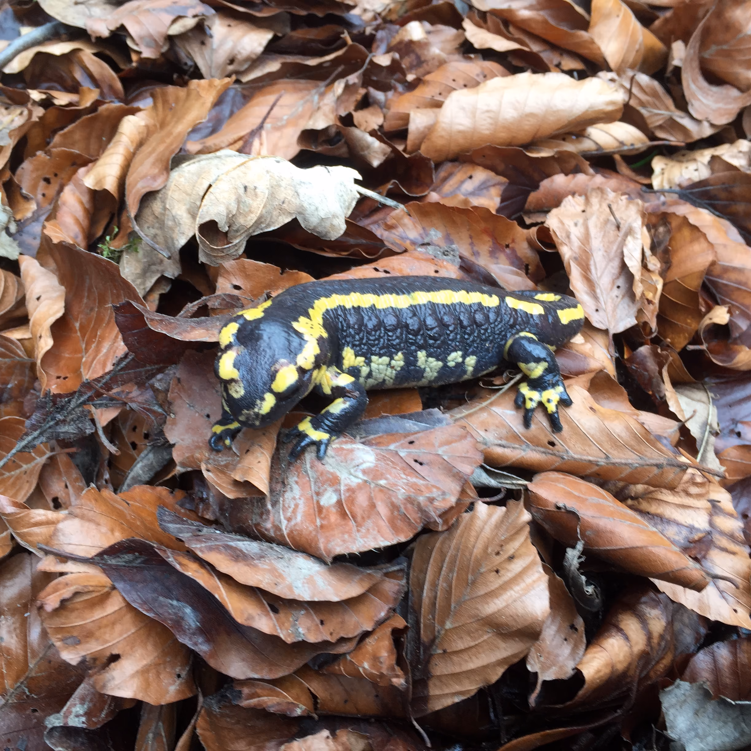 Feuersalamander mit gelben Flecken ruht auf braunen Herbstlaub im Wald.