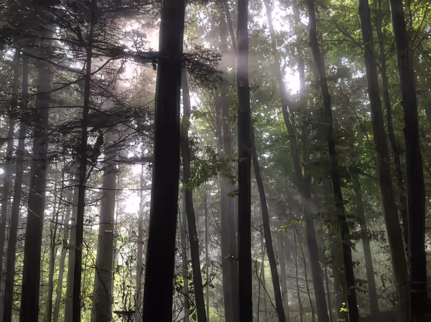 Sonnenstrahlen scheinen durch einen dichten Wald mit hohen Baumstämmen und grünem Laub.