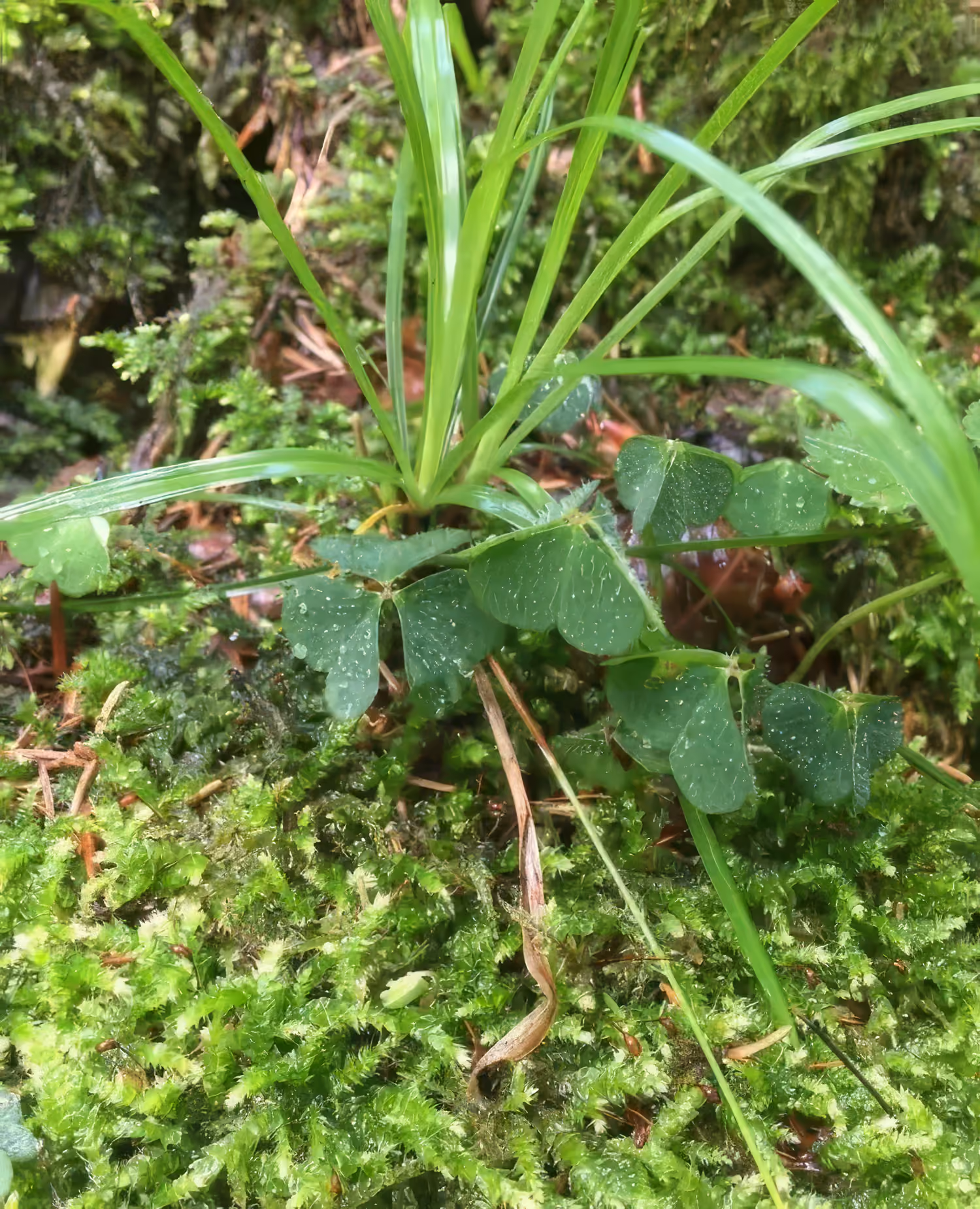 Grüne Gras- und Kleeblätter mit Wassertropfen auf moosbedecktem Waldboden.