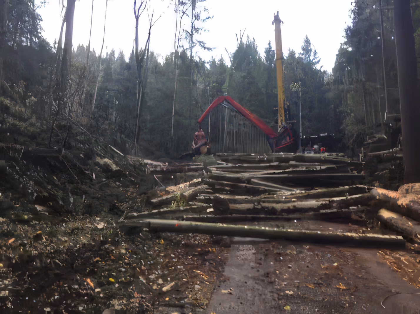 Forstwirtschaftliche Maschine verarbeitet gefällte Bäume in einem Wald mit dichtem Baumbestand.