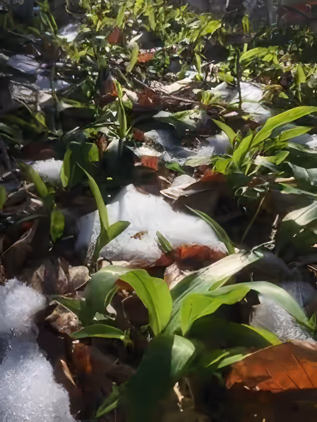 Grüne, essbare Kräuter wachsen mitten auf Waldboden mit teilweise geschmolzenem Schnee.
