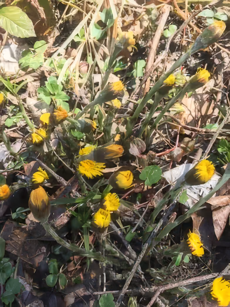 Nahaufnahme gelber Frühlingsblumen und grüner Blätter auf Waldboden mit Zweigen und Laub.