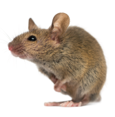 Mammalian tissues preview image