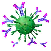 Immunoprecipitations preview image