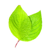 Plant tissues preview image
