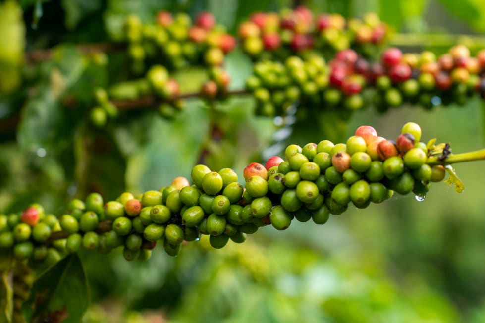 Green and red coffee cherries growing on a farm in Adjuntas, Puerto Rico