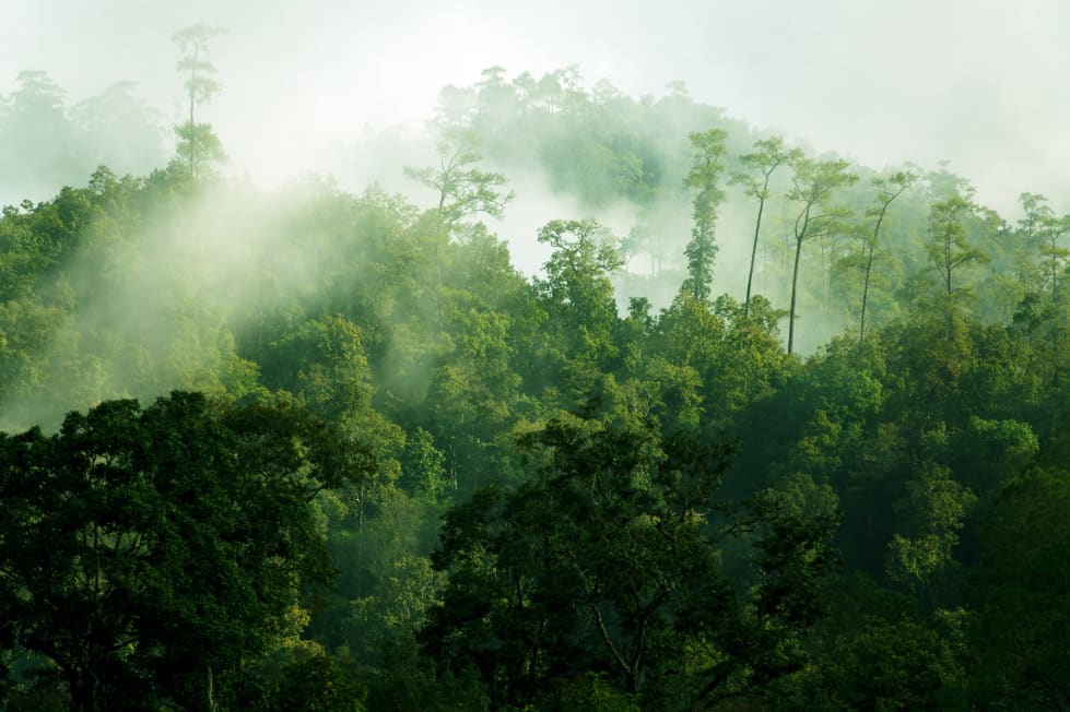 Misty tropical forest illustrating Puerto Rico’s mountain lifestyle